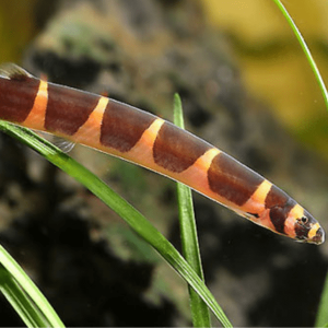 Acanthophthalmus  Kuhli