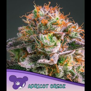 Apricot Oreoz fem Anesia