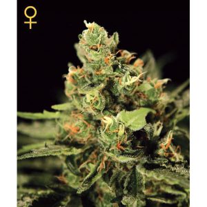 Auto Big Bang fem. Green House
