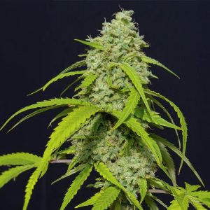 Auto Orange Kush 3 u. fem. Eva Seeds