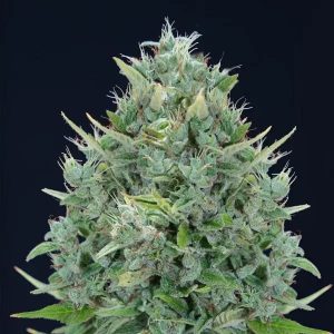 Auto Txomango 25 u. fem. Genehtik