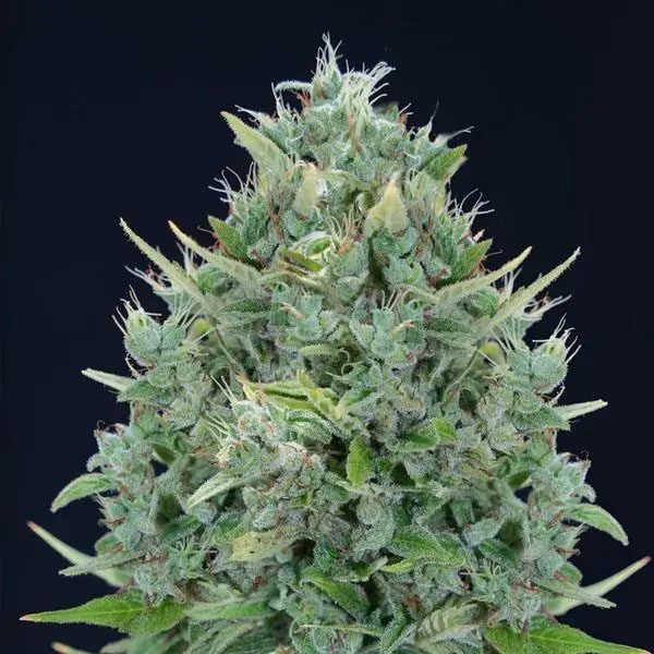 Auto Txomango 25 u. fem. Genehtik