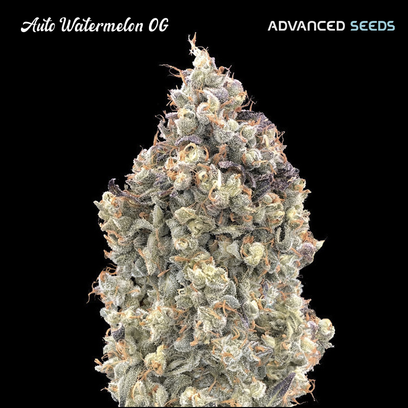 Auto Watermelon Og fem. Advanced Seeds