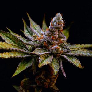 Birthday Punch fem. Elev8 Seeds