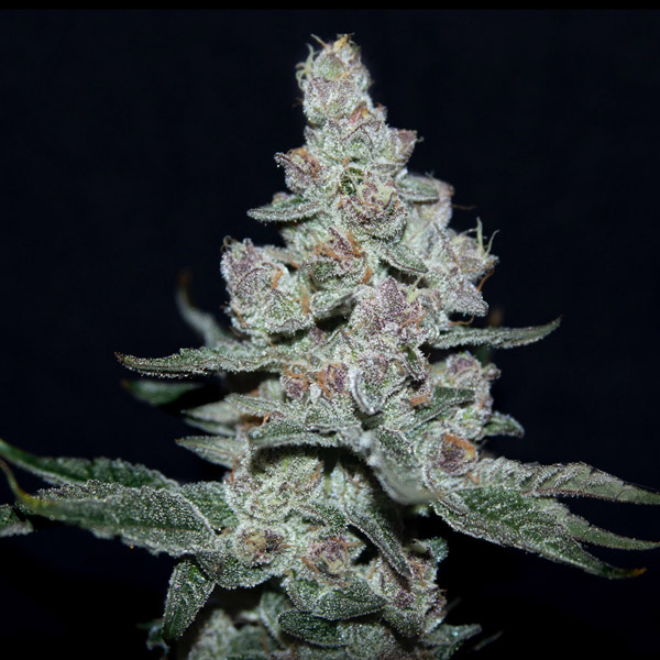 Fire’n Ice fem. Elev8 Seeds