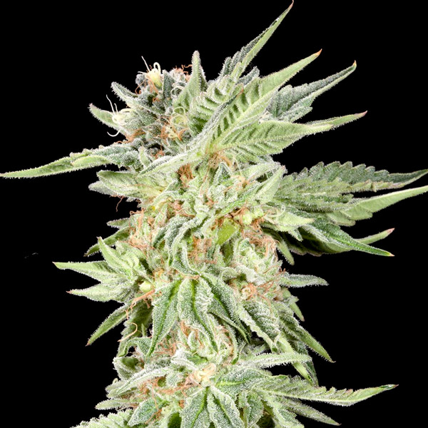 Gelato Sundae fem. Elev8 Seeds