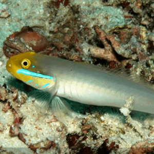 Valenciennea strigata