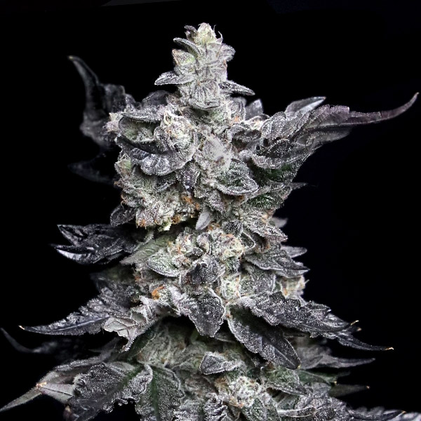 Granny’s Apple Fritter fem. Elev8 Seeds