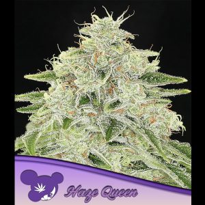 Haze Queen fem. Anesia