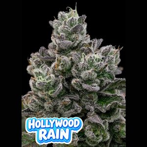 Hollywood Rain  fem Anesia