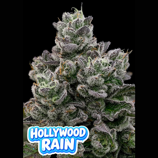 Hollywood Rain  fem Anesia
