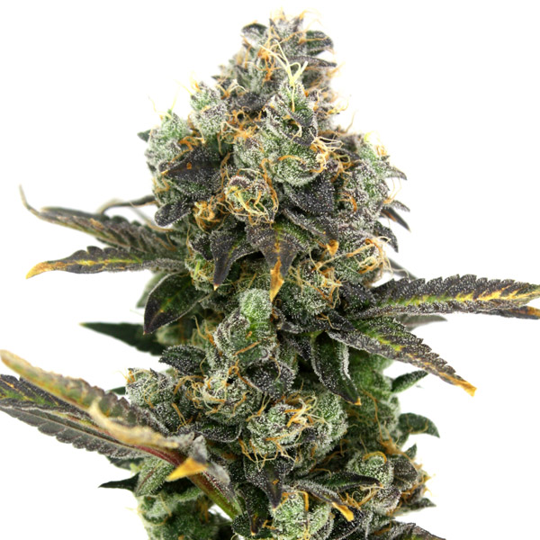 King Cone fem. Elev8 Seeds