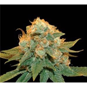 Northern Lights X fem. Genehtik
