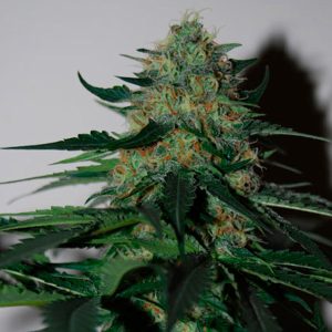 Pineapple Gum fem. Black Skull Seeds