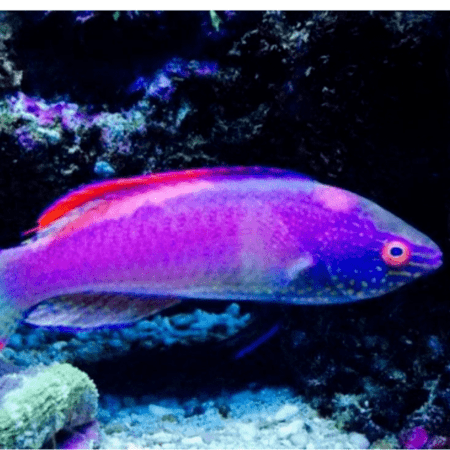Cirrhilabrus rubrimarginatus