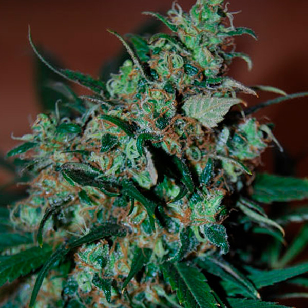 Power Bud fem. Black Skull Seeds