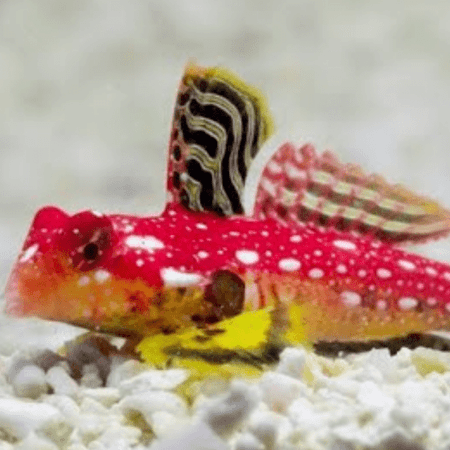 Synchiropus stellatus