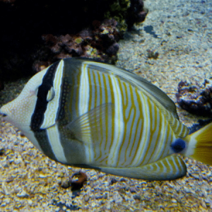 Zebrasoma veliferum (s)