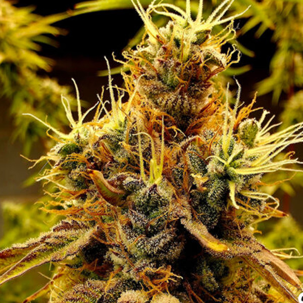 Scat Queen  Elev8 Seeds