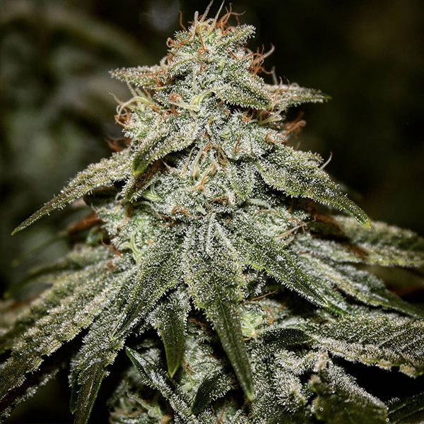 Sticky Gorilla #4 fem Pure Instinto