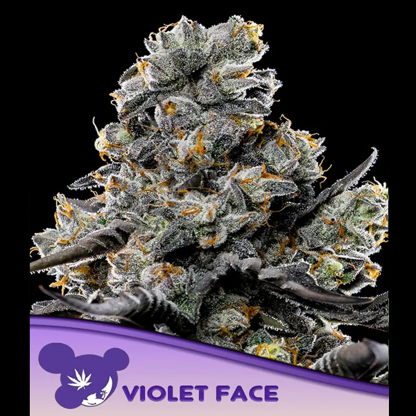 Violet Face fem. Anesia