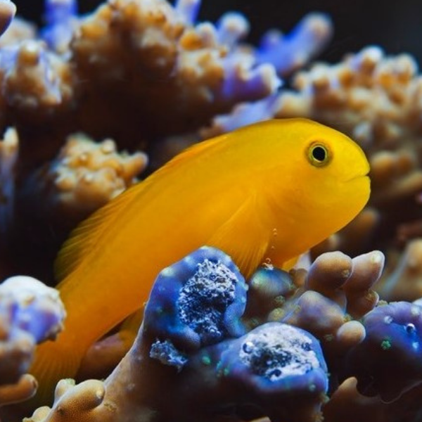 Gobiodon okinawae