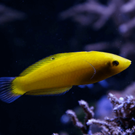 Halichoeres chrysus