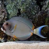 Acanthurus leuchocheilus